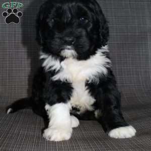 Portuguese Water Dog Puppies for Sale | Greenfield Puppies