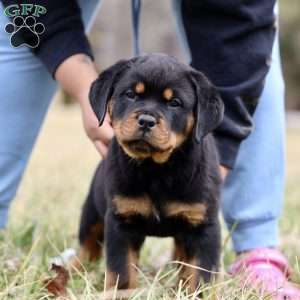 a Rottweiler puppy named Igloo