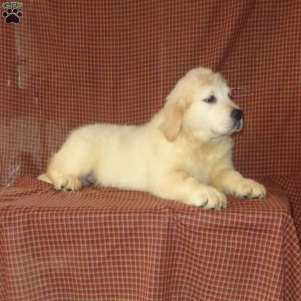 kent, English Cream Golden Retriever Puppy