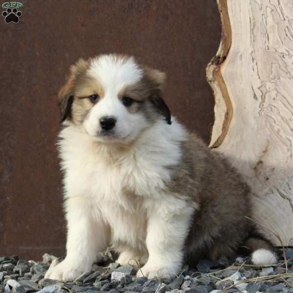 Chase, Great Pyrenees Mix Puppy