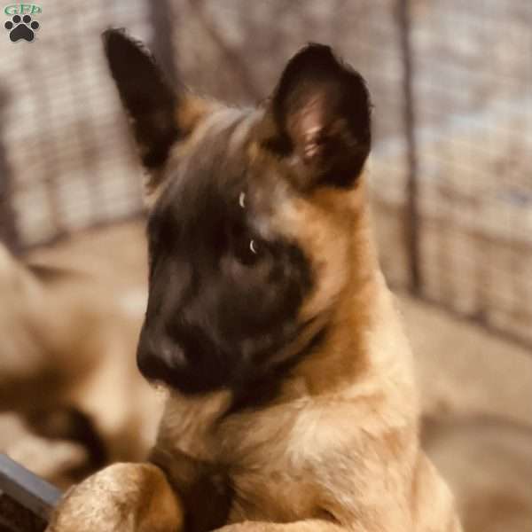 Wima, Belgian Malinois Puppy
