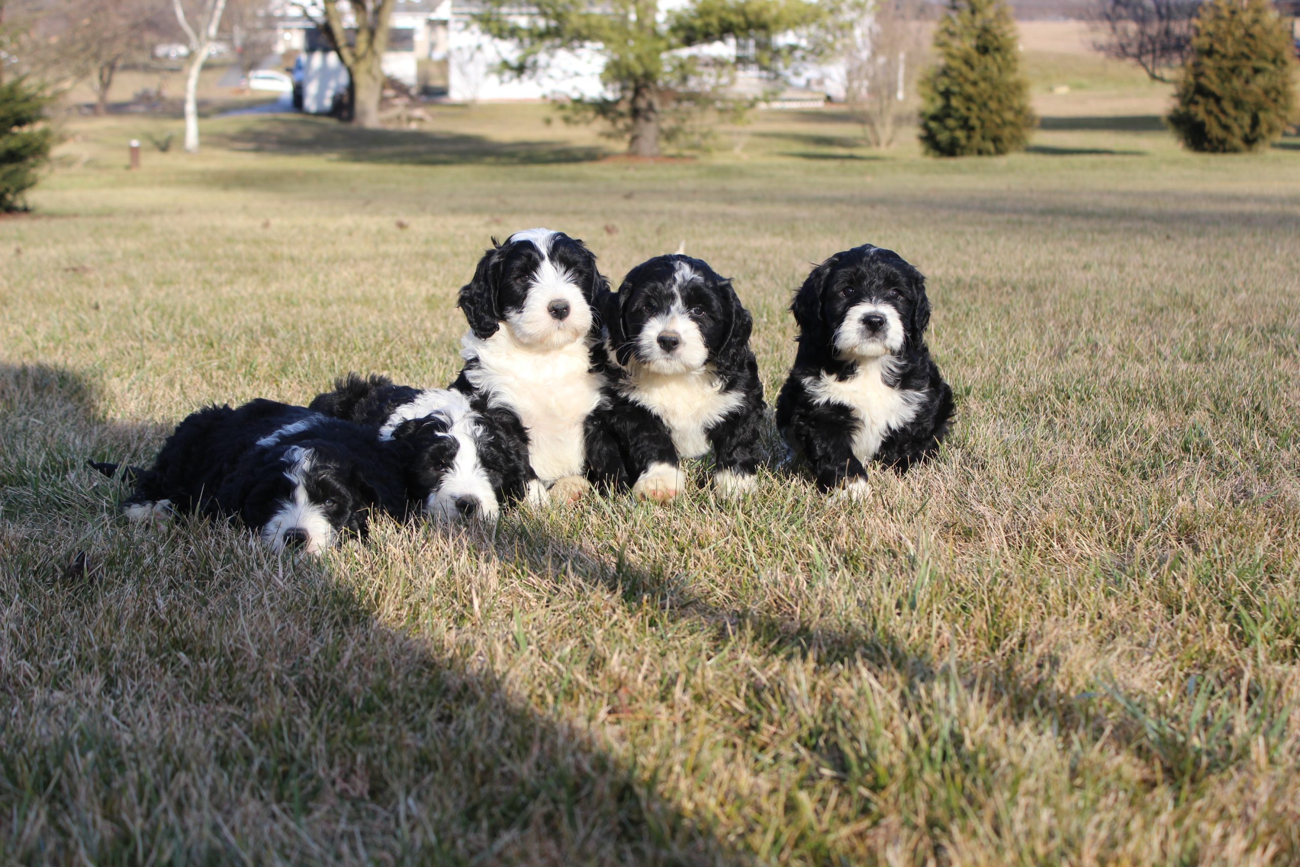 Greenfield Puppies Com - nk2wa2i