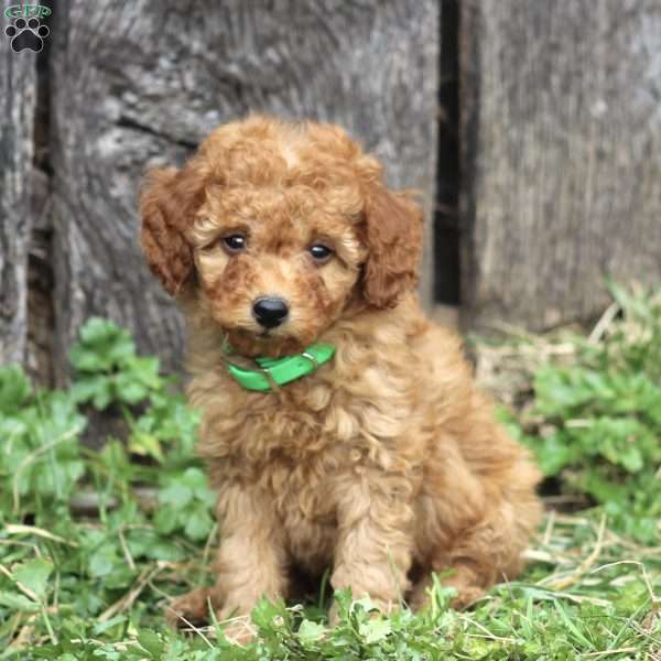 Freddie, Miniature Poodle Puppy