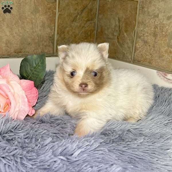 Precious, Pomeranian Puppy
