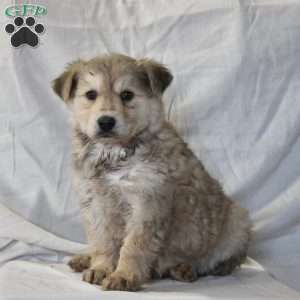 Alaskan Malamute Mix Puppies For Sale | Greenfield Puppies