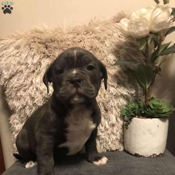 Busta, English Bulldog Mix Puppy