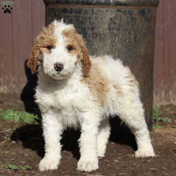 Sally – F1B, Goldendoodle Puppy