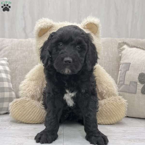Kelly, Newfypoo Puppy