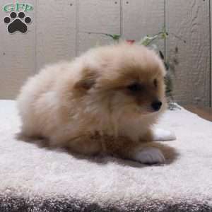 Pomeranian Puppies For Sale - Greenfield Puppies