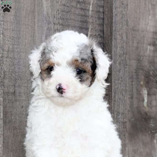Ace, Miniature Poodle Puppy