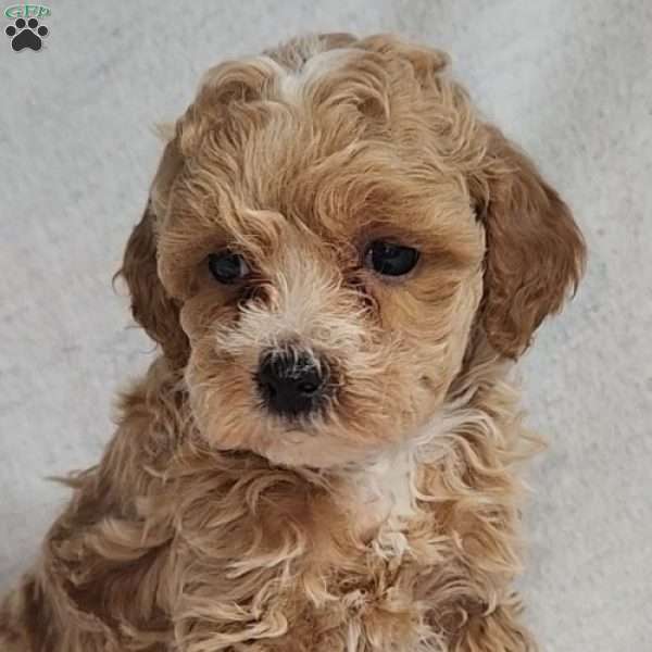 Molly, Toy Poodle Puppy