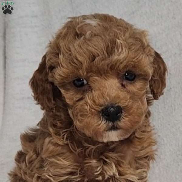 Marie, Toy Poodle Puppy