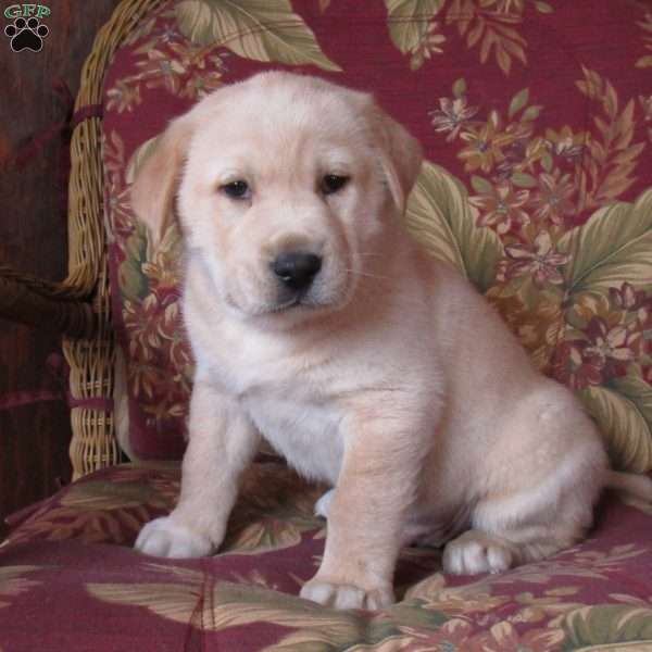 Remmie, Labrador Mix Puppy
