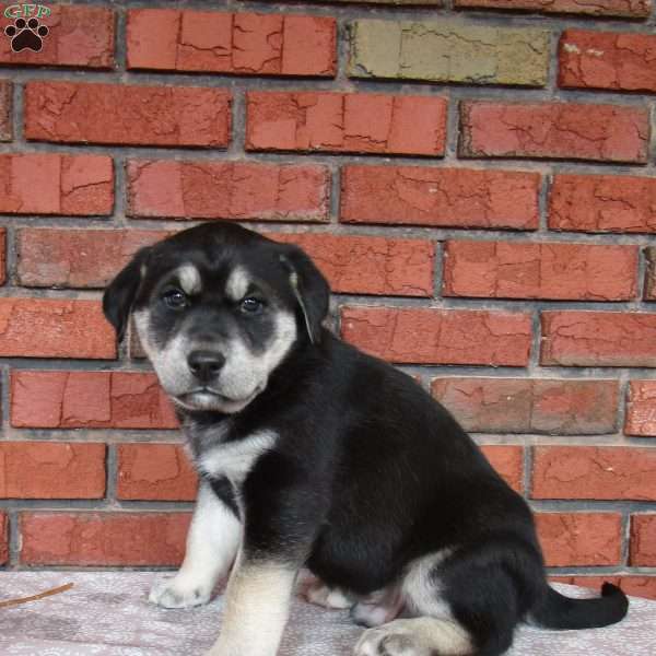 Rascal, Siberian Retriever/Huskador Puppy