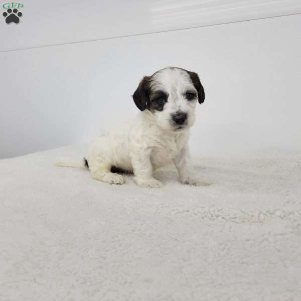 Royal, Jack-a-poo Puppy