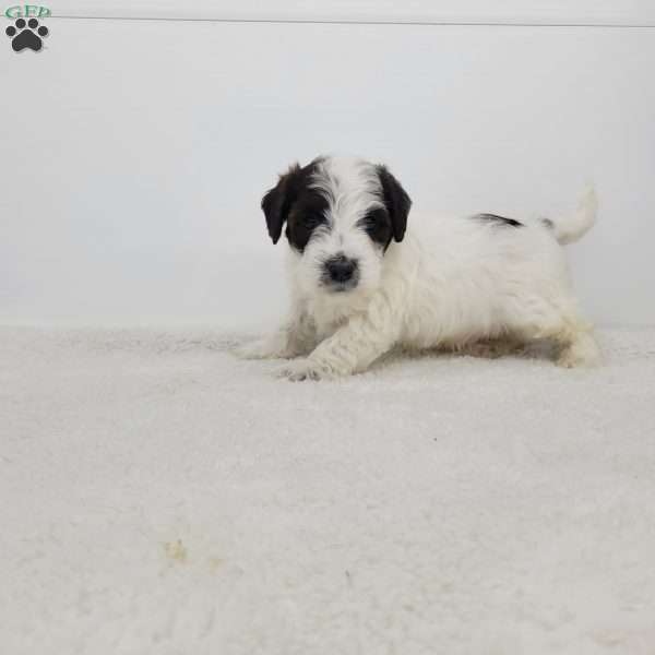 Rodeo, Jack-a-poo Puppy