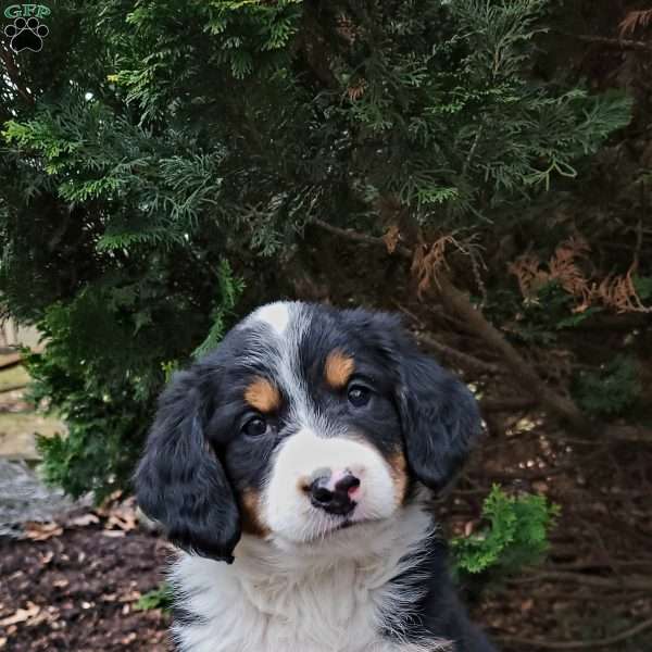 Charlie, Mini Bernedoodle Puppy