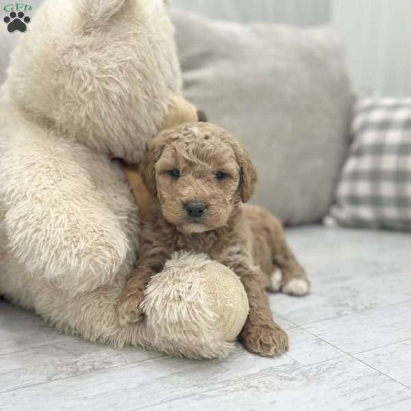 Chase F1B, Mini Goldendoodle Puppy