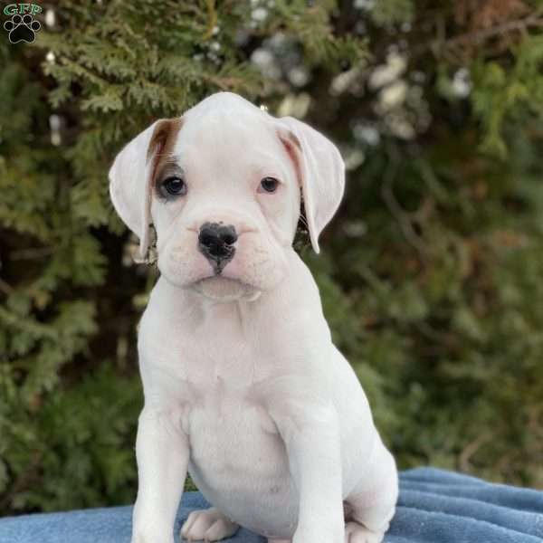 Oscar, Boxer Puppy