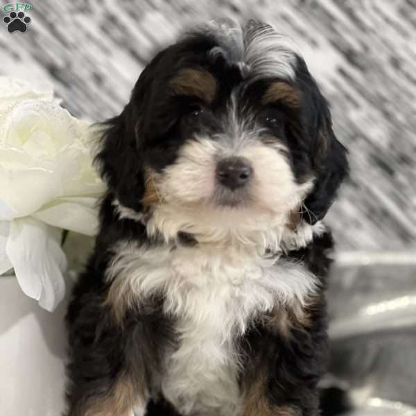 Roscoe, Mini Bernedoodle Puppy