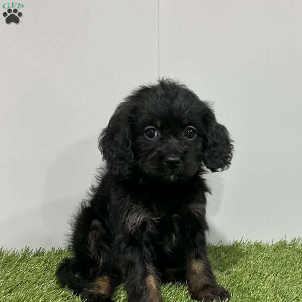 Mackenzie, Cavapoo Puppy