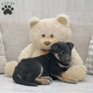 Margot, Australian Shepherd Mix Puppy