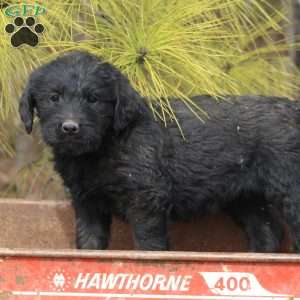 Puppies for Sale Under $500 - Price Under $500 | Greenfield Puppies