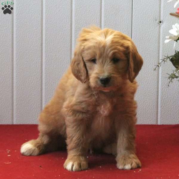 Gary, Goldendoodle Puppy