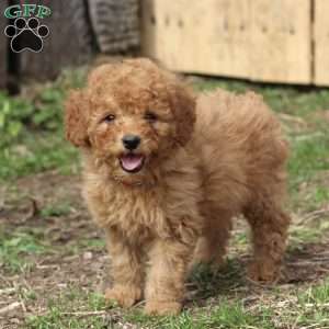 Fluffy, Miniature Poodle Puppy