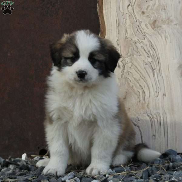Connor, Great Pyrenees Mix Puppy