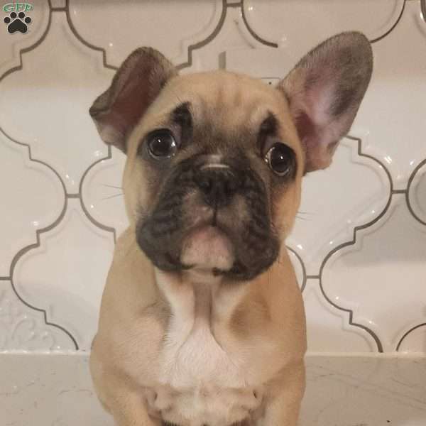 Spencer, French Bulldog Puppy