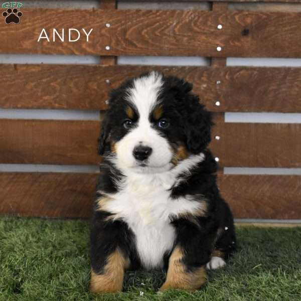 Andy, Bernese Mountain Dog Puppy