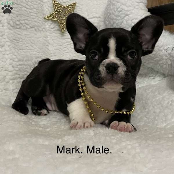 Mark, French Bulldog Puppy
