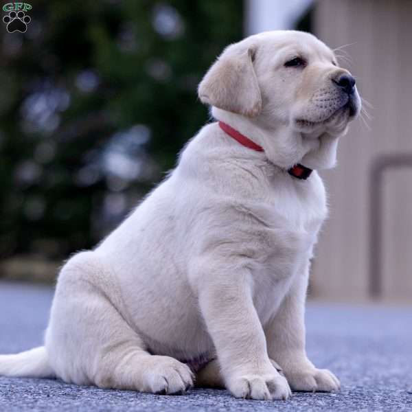 Star, Yellow Labrador Retriever Puppy