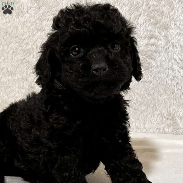 Levi, Shih-Poo Puppy