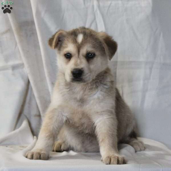 Callie, Alaskan Malamute Mix Puppy