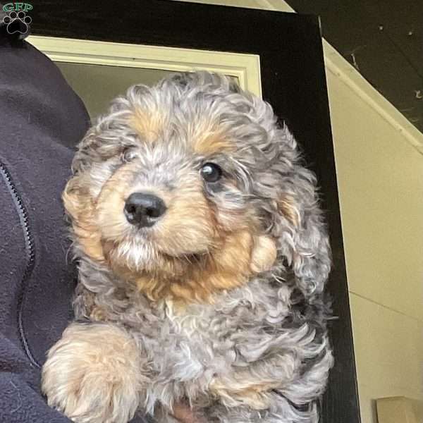 Lily, Mini Bernedoodle Puppy