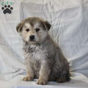 Alaskan Malamute Mix Puppies For Sale | Greenfield Puppies