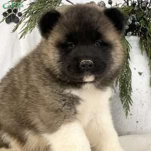 Akita Puppies for Sale | Greenfield Puppies