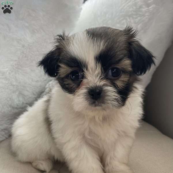 Archie, Mal-Shi Puppy
