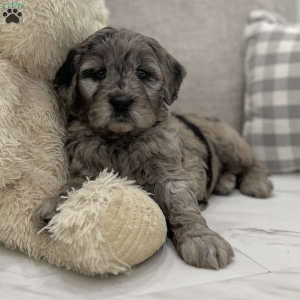 Tessa, Mini Goldendoodle Puppy