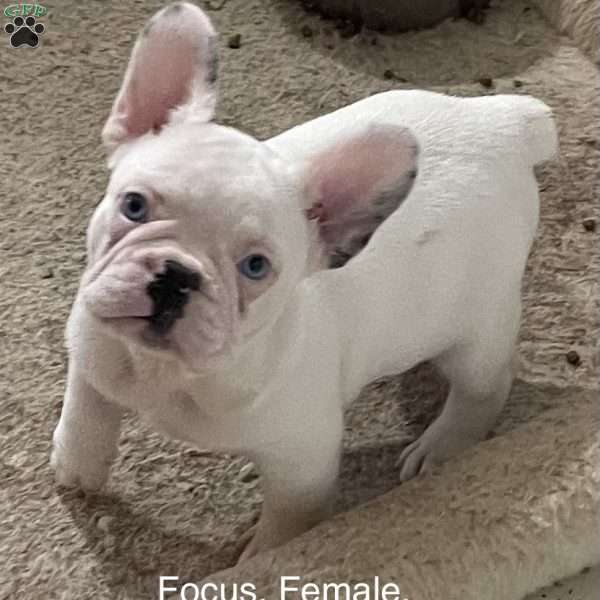 Focus., French Bulldog Puppy