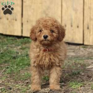 Fluffy, Miniature Poodle Puppy