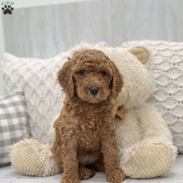 Allie, Standard Poodle Puppy