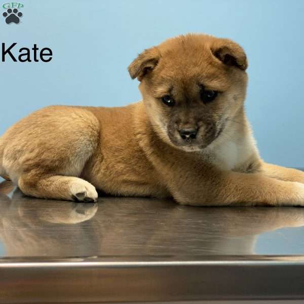 Kate, Shiba Inu Puppy