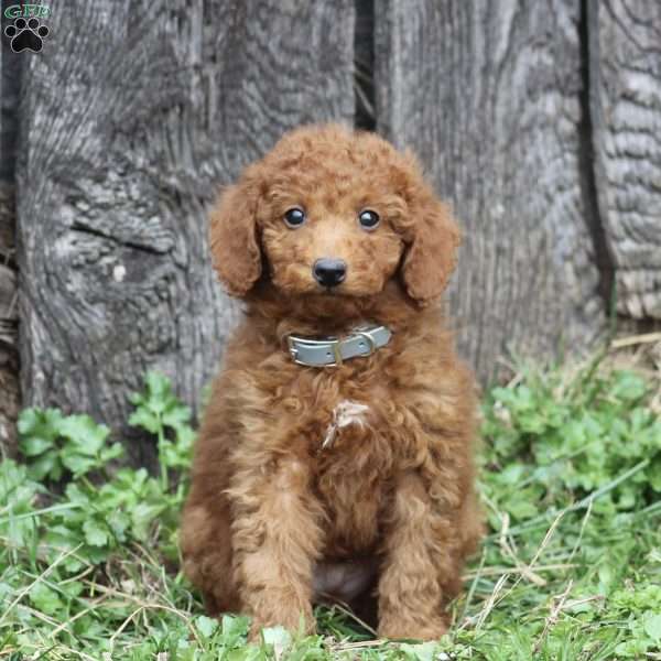 Chase, Miniature Poodle Puppy