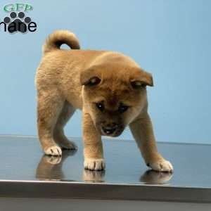 Shiba Inu Puppies For Sale | Greenfield Puppies