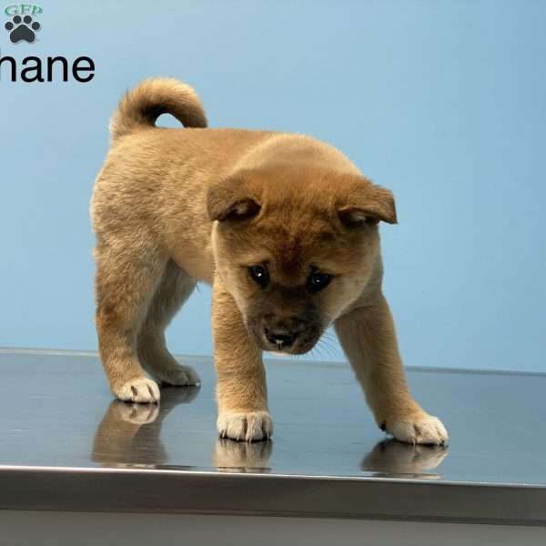 Shane, Shiba Inu Puppy