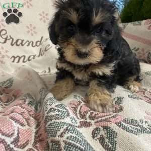 Yorkie Mix Puppies For Sale | Greenfield Puppies