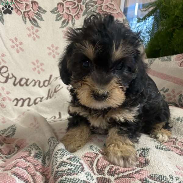 Henrietta, Yorkie Mix Puppy